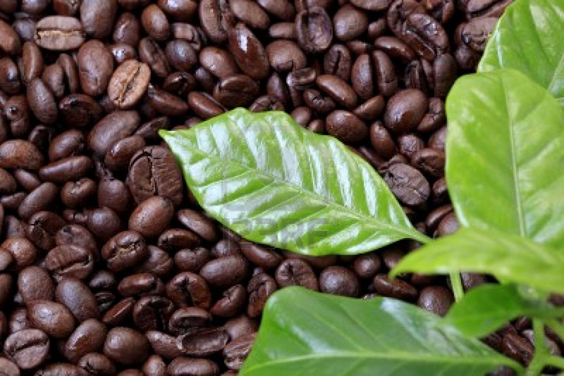 Café robusta