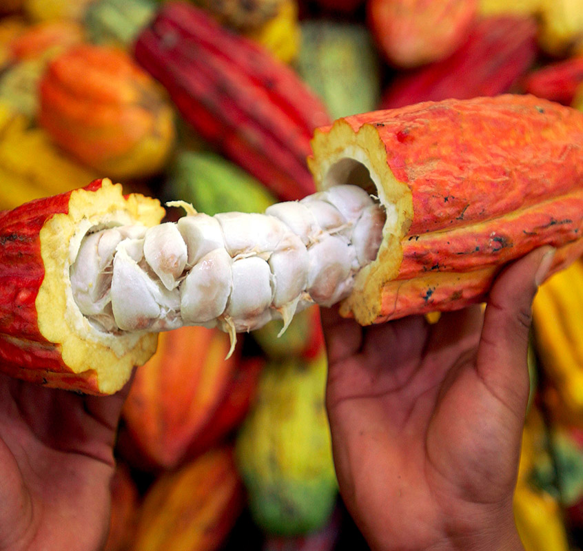 Cacao – Image 2
